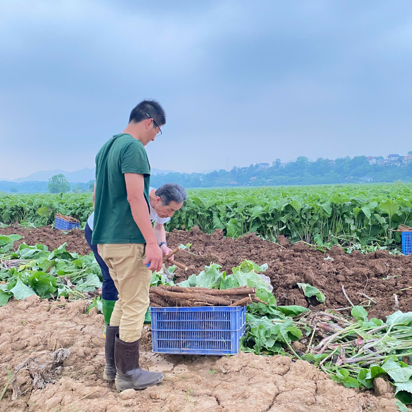 Trà ngưu bàng - nguyên liệu